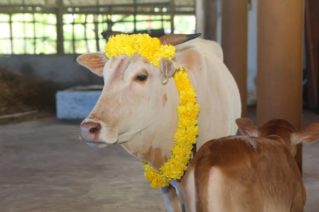 Gau Katha